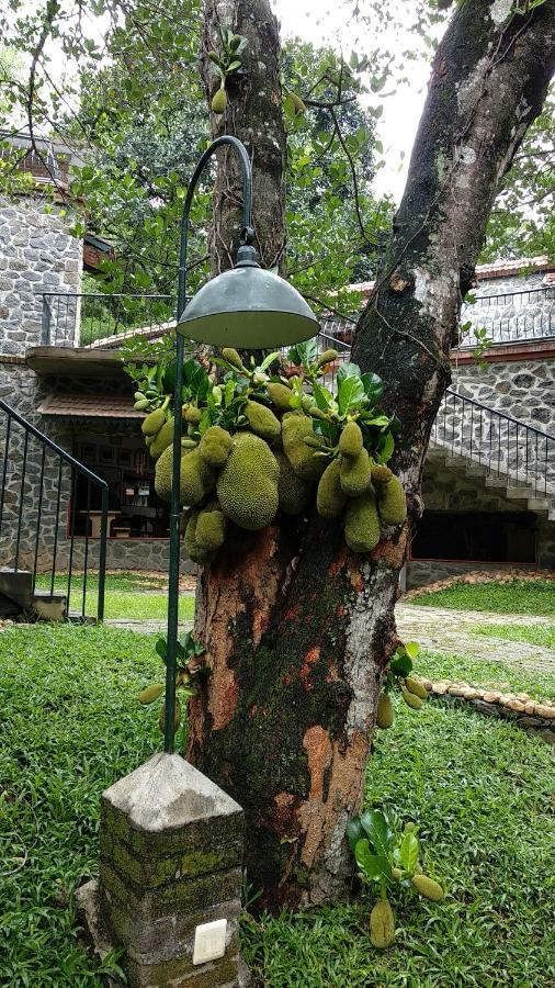 테카디 Wildernest B&B 외부 사진