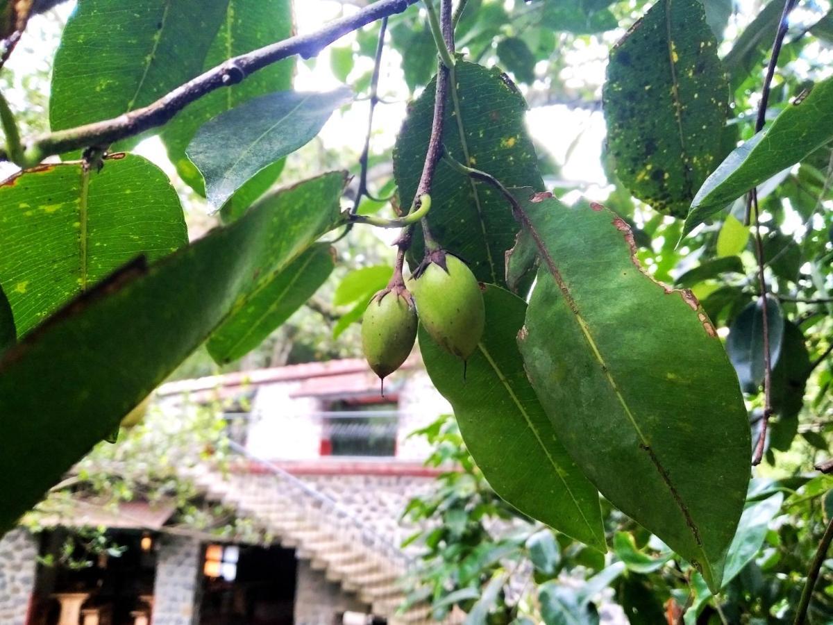 테카디 Wildernest B&B 외부 사진